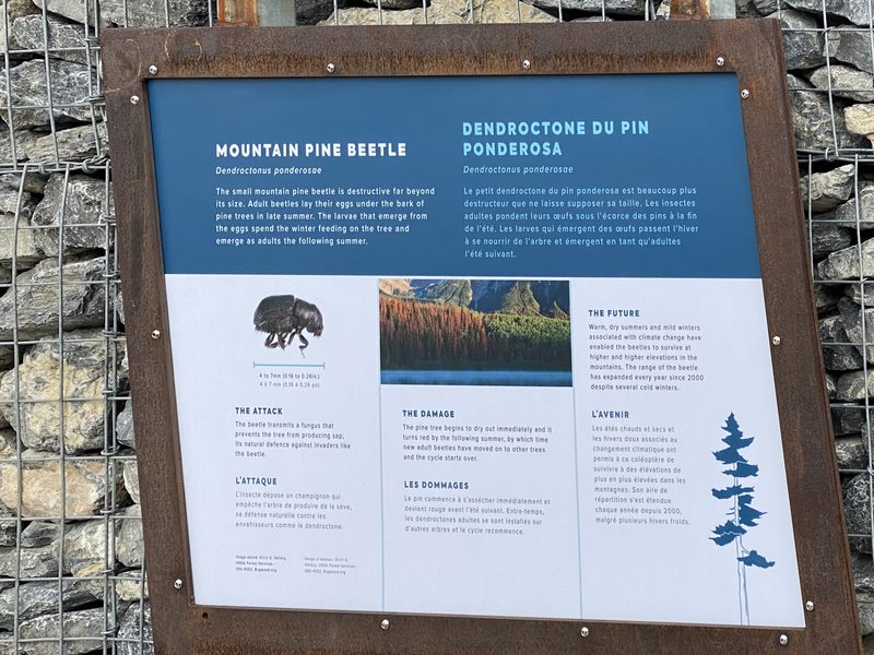 Mountain Pine Beetle interpretive sign