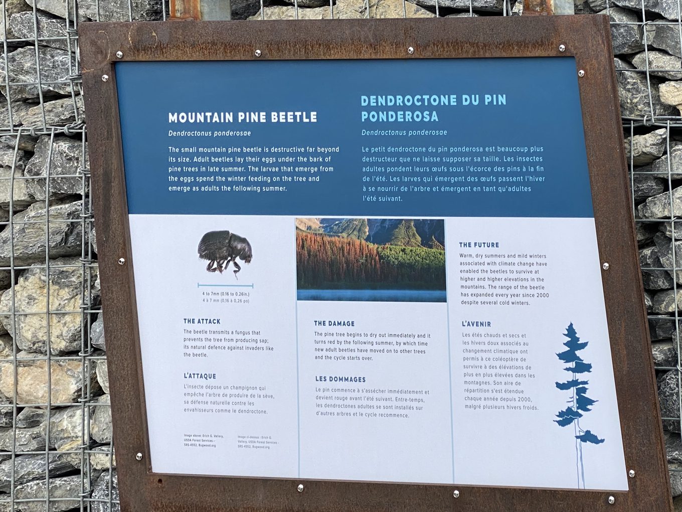 Mountain Pine Beetle interpretive sign