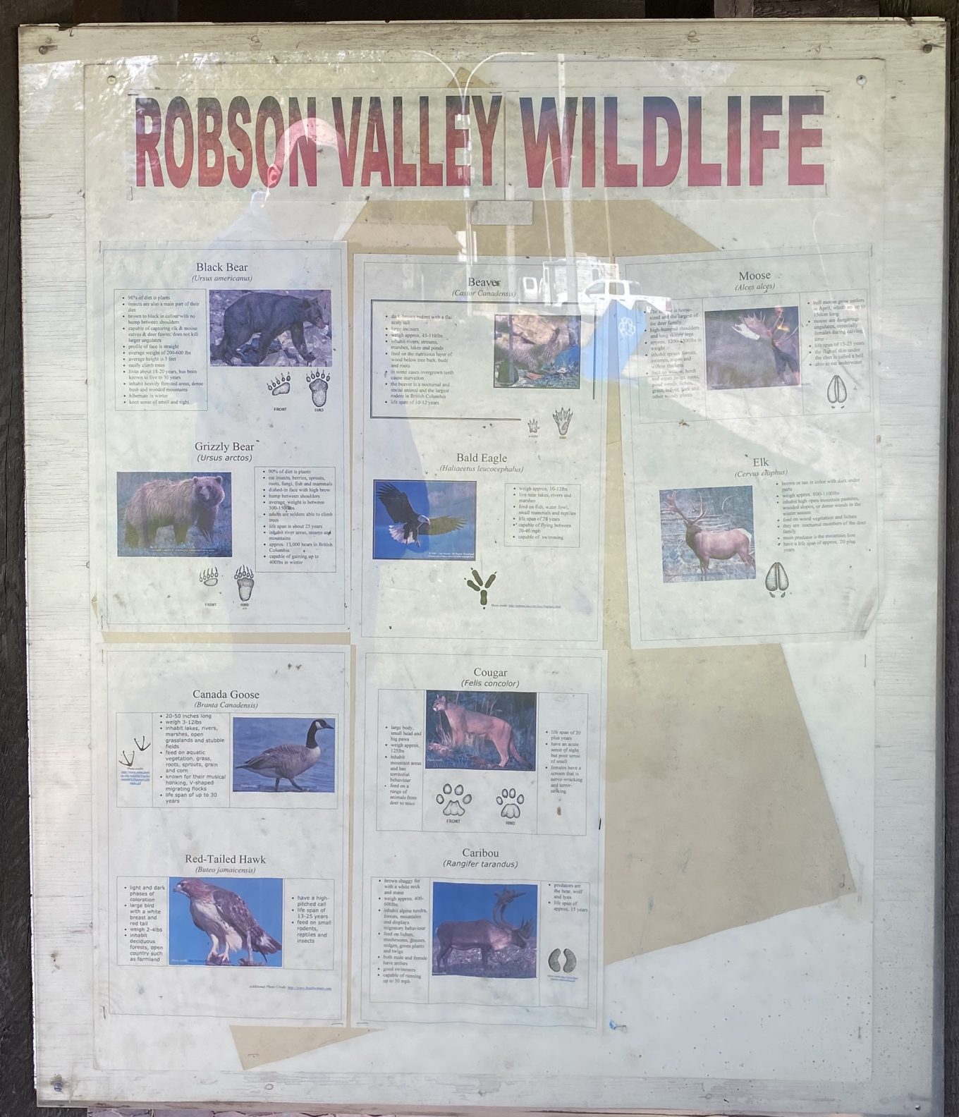 Robson Valley Wildlife interpretive panel